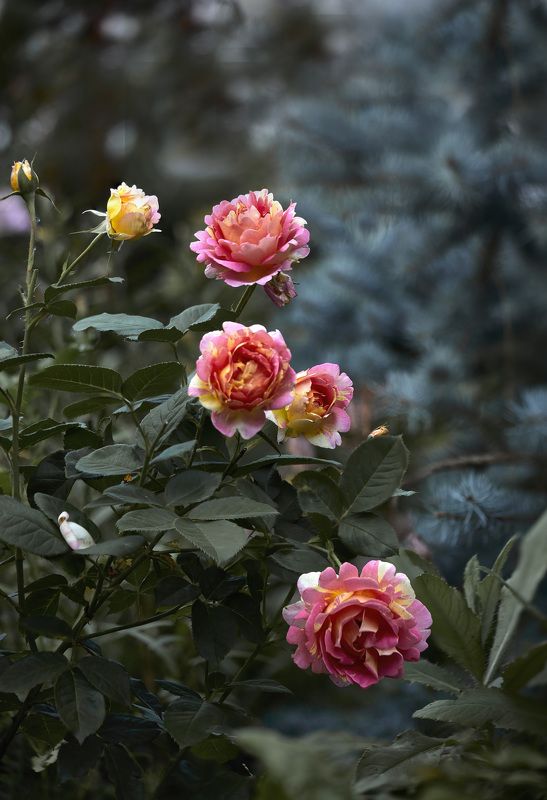 Одна и редких и красивых роз - Cisterciens (Франция)  … Мой сад. Москваphoto preview