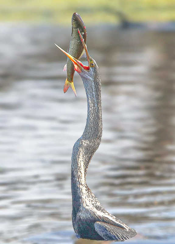 #bird Photographed at Keoladeo Ghana World Heritage Sight - Bharatpur | Rajasthan | India | Feb 2022photo preview