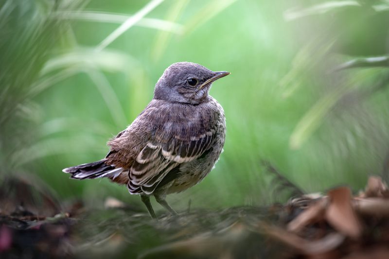 bird, songbird, mockingbird, songbirds, mockingbirds, nature, animals, wild, My abodephoto preview