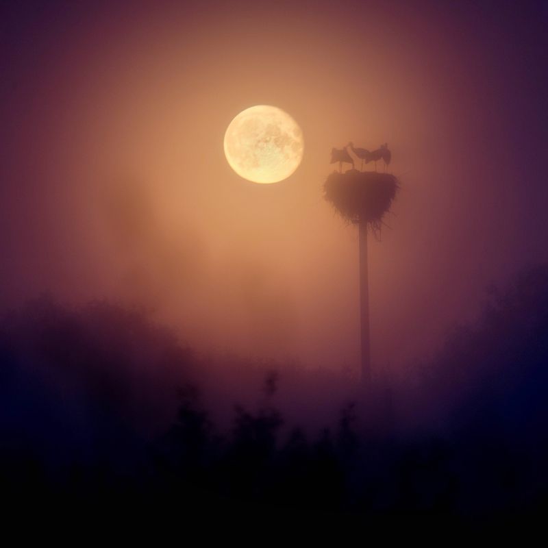 полнолуние, луна, ночная фотография, аисты, силуэт, птицы Августовская ночьphoto preview