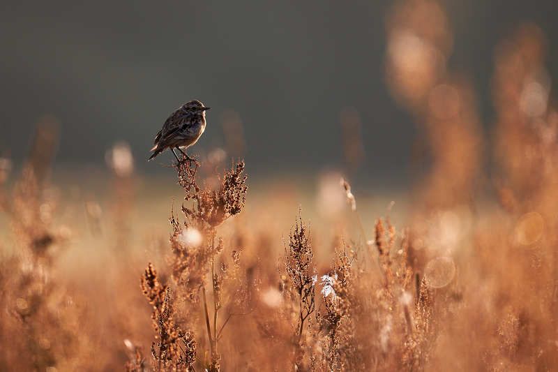 утро рассвет птичка сидит на травинке чекан Доброе утроphoto preview