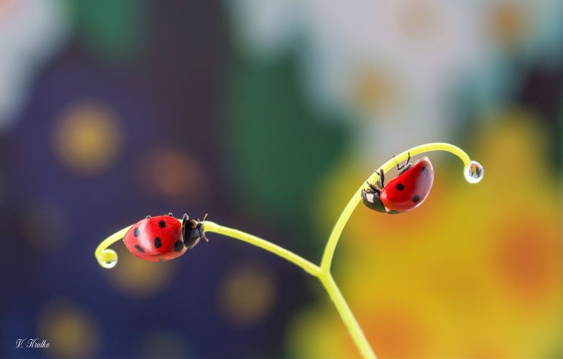 The dream of ladybugs