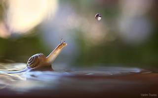 snail and drop