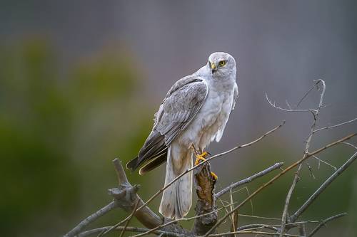 Птица лунь фото и описание