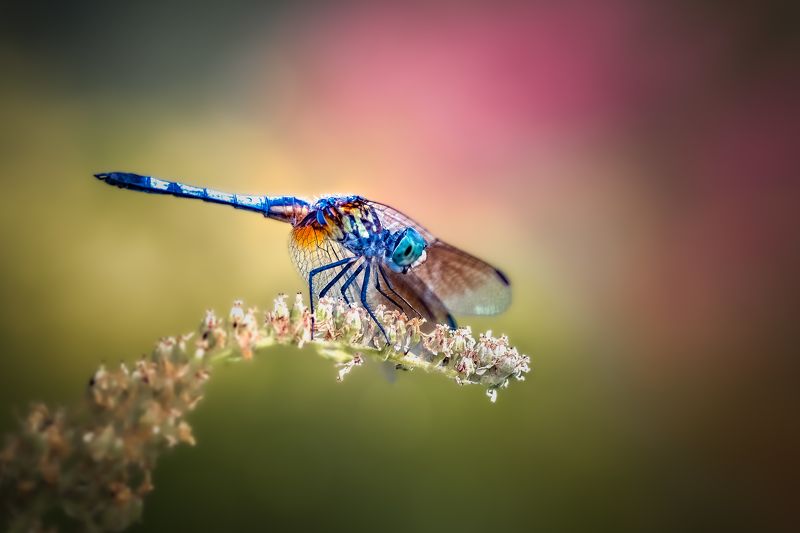 damselfly, dragonfly, insect, grass, sunset, dusk, evening, bug, macro, blade, grassland, Sojournphoto preview