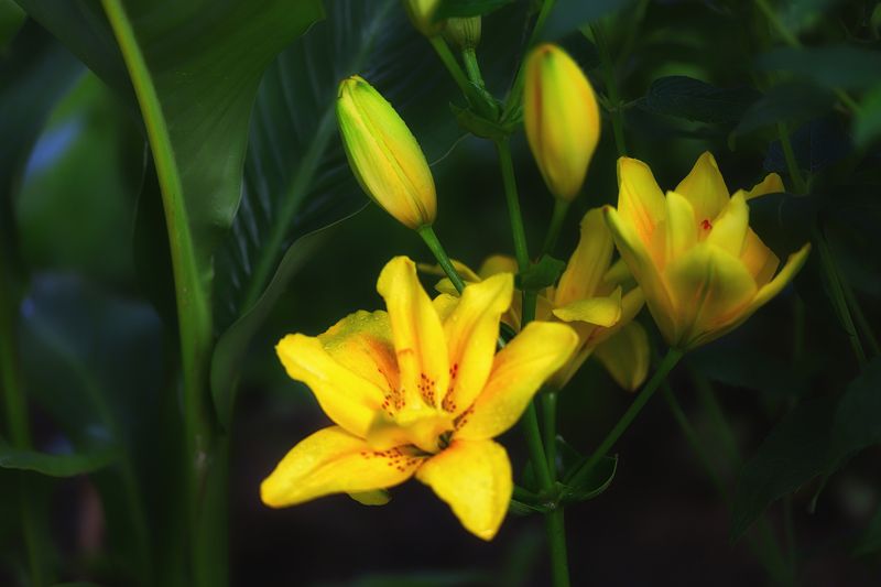 yellow lilies after rain
