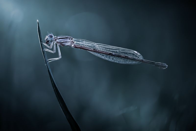 damselfly, dragonfly, insect, grass, sunset, dusk, evening, bug, macro, blade, grassland, Nightscapephoto preview
