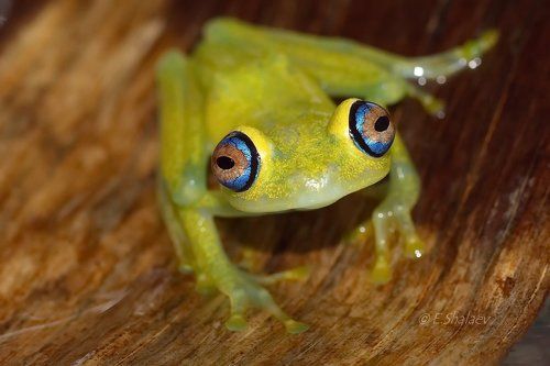 Green bright-eyed frog , Зелёный веслоног - Boophis viridis
