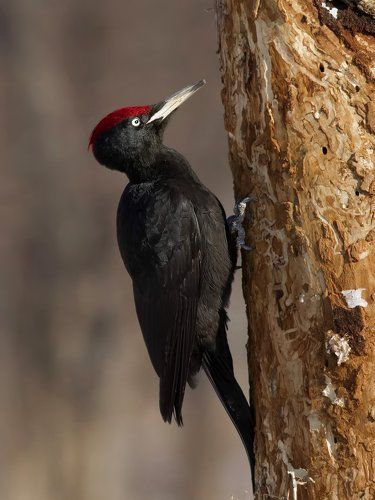 Black woodpecker.