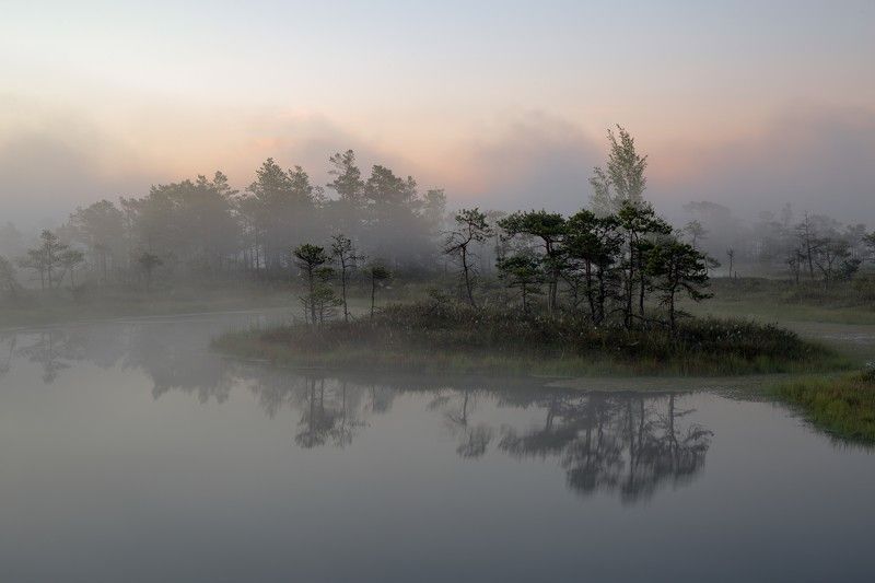 Swamp Morning in the swampphoto preview