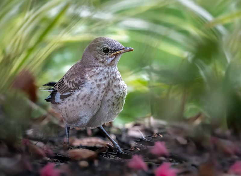 bird, songbird, mockingbird, songbirds, mockingbirds, nature, animals, wild, Under the canopyphoto preview