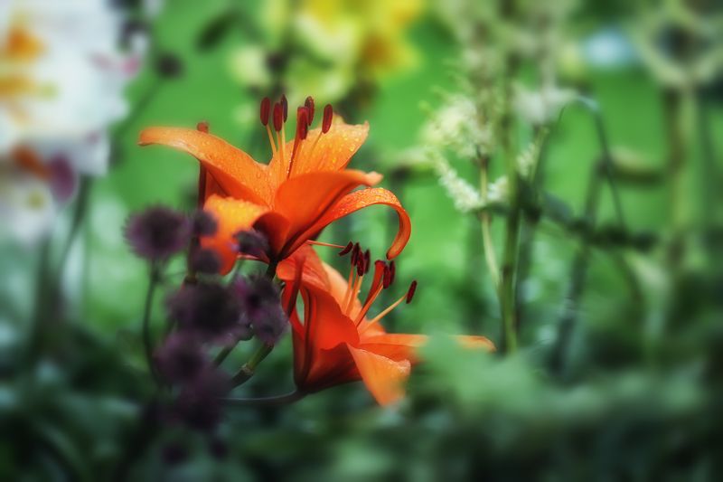 orange lilies, flowers, garden, macro, close-up, nature