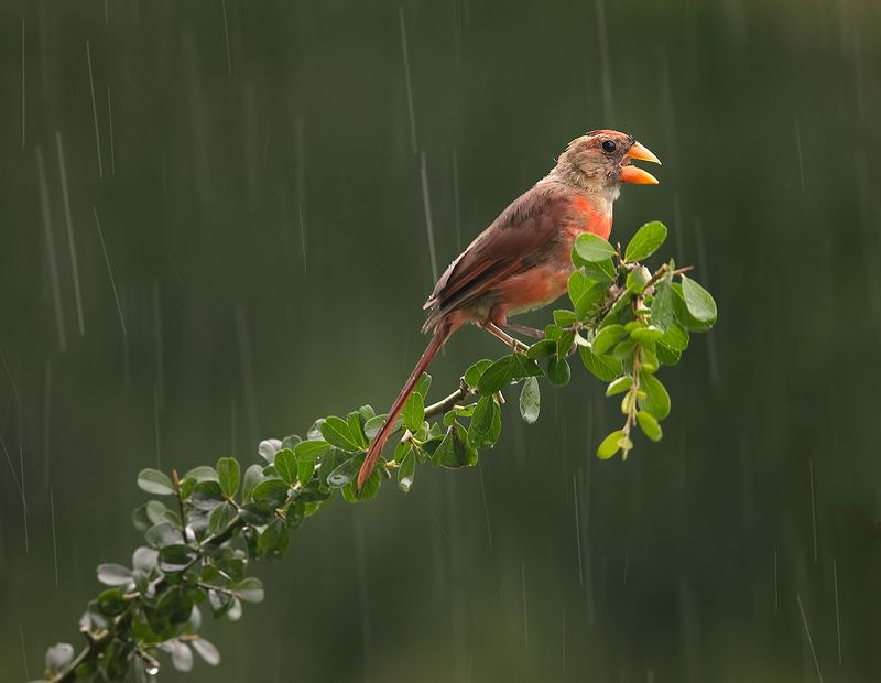 Juvenile male Northern Cardinal - cамец. Красный кардинал