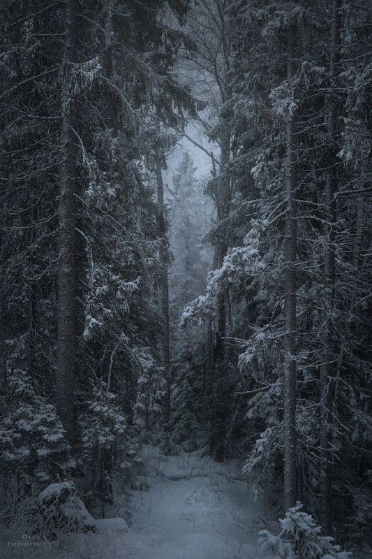 карельский перешеек, ленинградская область, зимний лес, величественный лес, зимняя сказка, сказочный лес, зимний пейзаж, северный лес, атмосферный лес Зимняя трилогияphoto preview