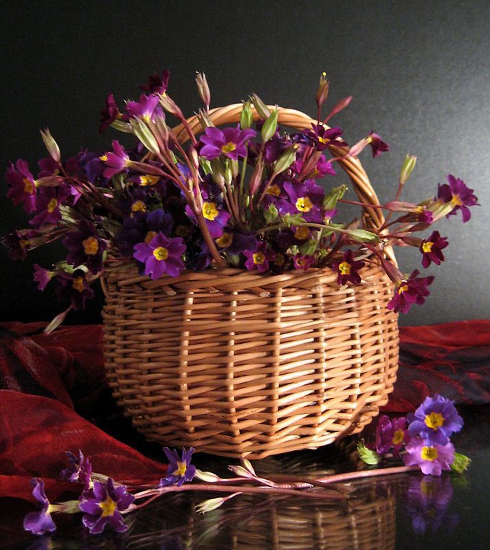 цветы, букет, примула, корзинка, шарф С примулойphoto preview