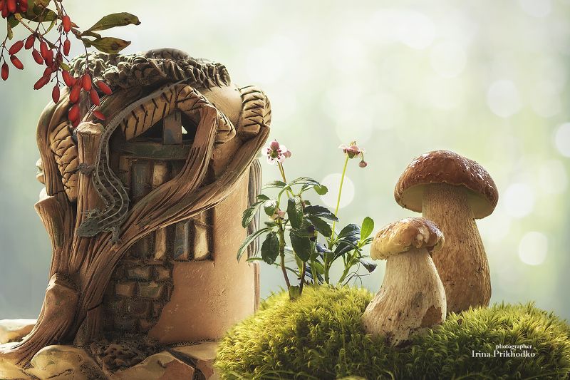 натюрморт, природа, грибы Сказки летнего лесаphoto preview