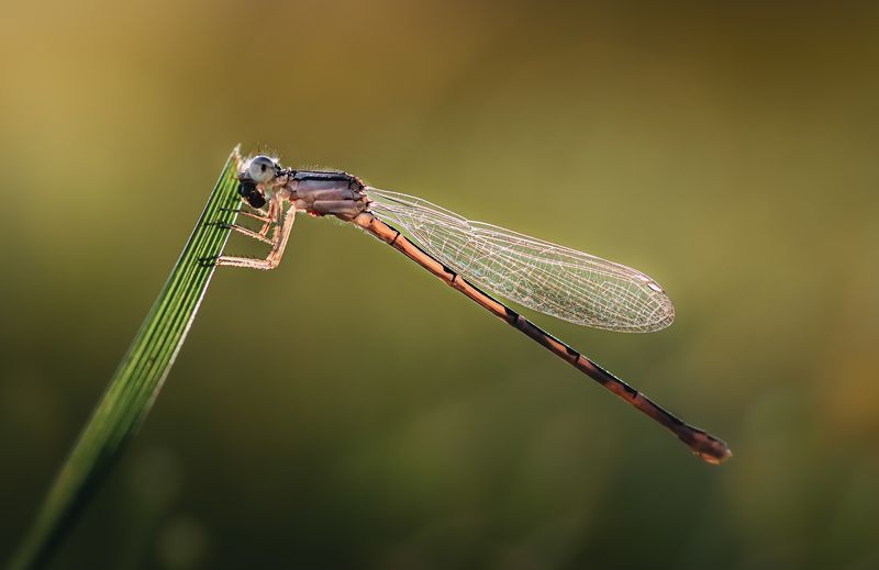 damselfly, dragonfly, insect, grass, sunset, dusk, evening, bug, macro, blade, grassland, Sunlitphoto preview