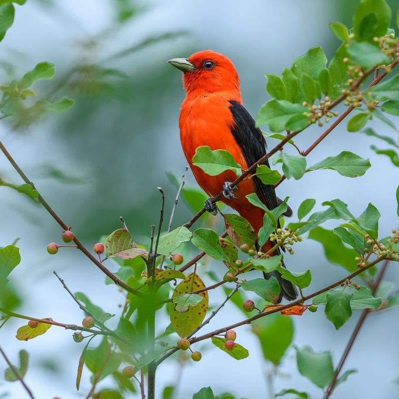 Scarlet tanager (male)photo preview