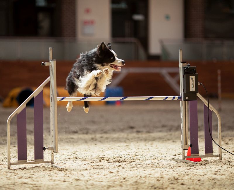 собака, спорт, аджилити, соревнования, dog, animal, sport, competition ***photo preview