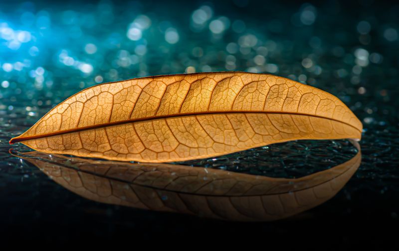 leaf, leaves, artistic, moody, night, glass, bokeh Restingphoto preview