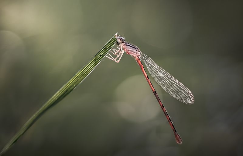 damselfly, dragonfly, insect, grass, sunset, dusk, evening, bug, macro, blade, grassland, Solitaryphoto preview