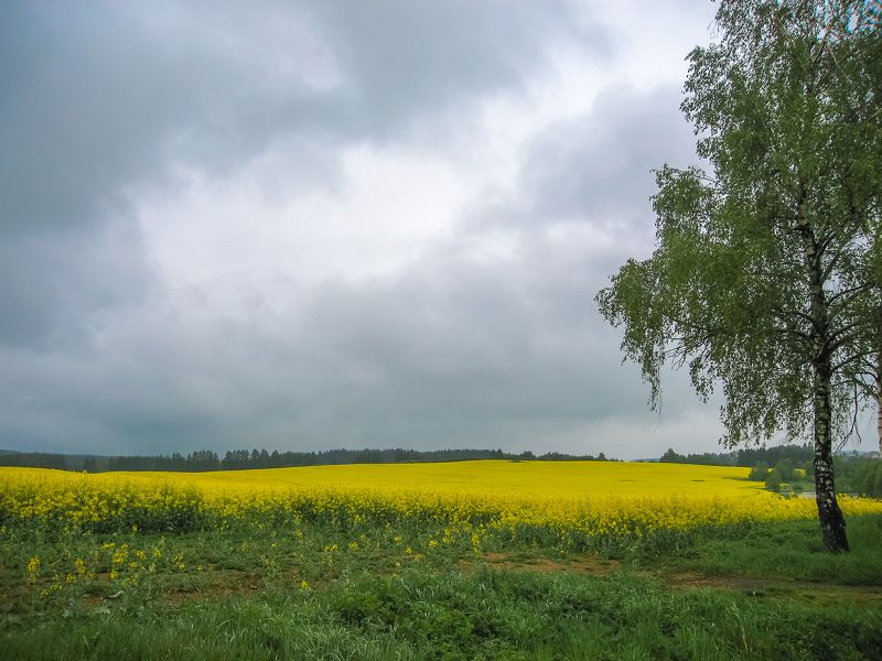 Желтые поля и предгрозовое небо, Белоруссия
