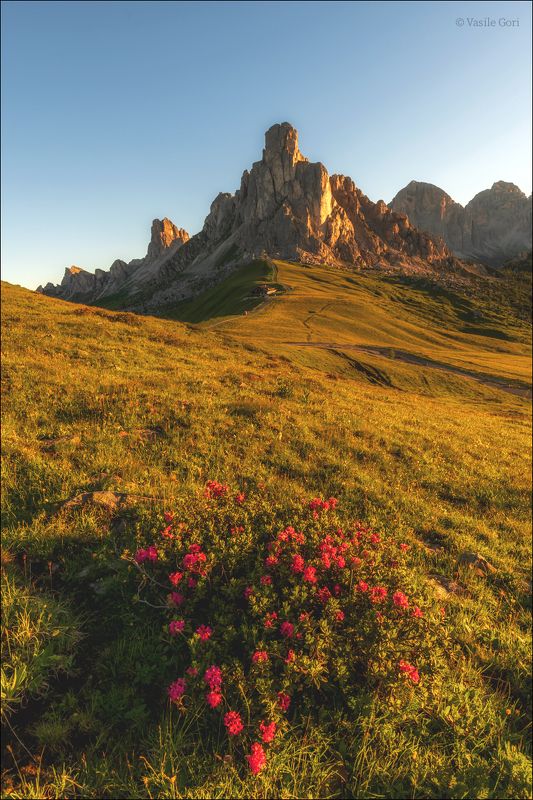 доломитовые альпы,passo giau,панорама,лето,италия,alps,горы,красные рододендроны Красные рододендроныphoto preview