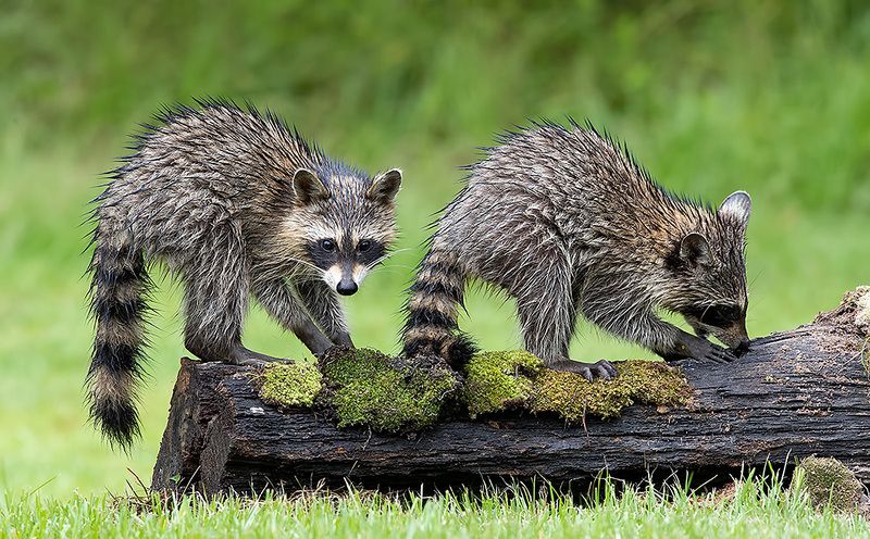 енот обыкновенный, енот-полоскун, raccoon, енот, дикие животные, животные, animals Couple Young Raccoon. Feeding Timephoto preview