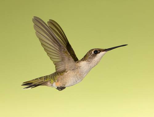 Ruby-throated Hummingbird female. Magic in the Air