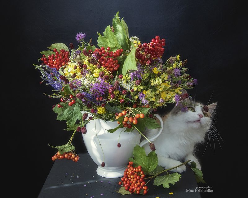 натюрморт, черный фон, кошка, букет, полевые цветы Любопытная кошечкаphoto preview