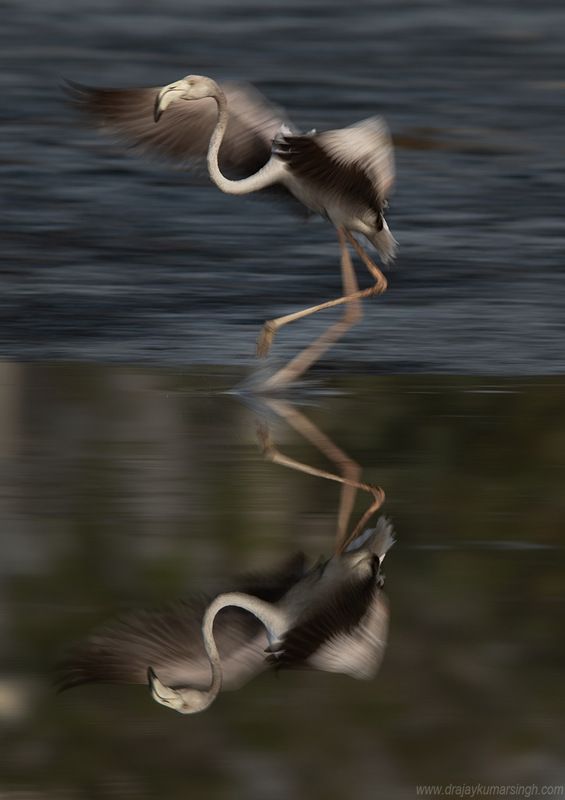 Greater flamingo (panning shot)