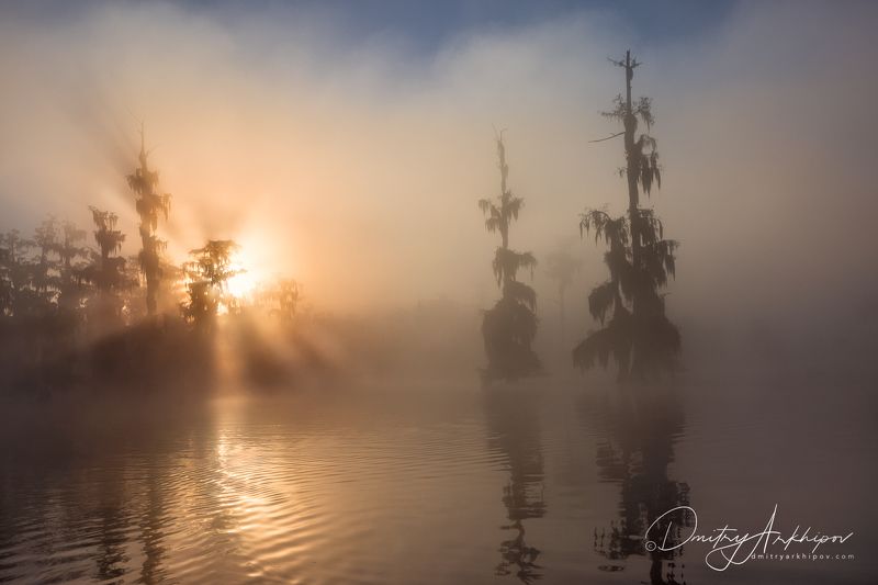 Восход на кипарисовых болотахphoto preview