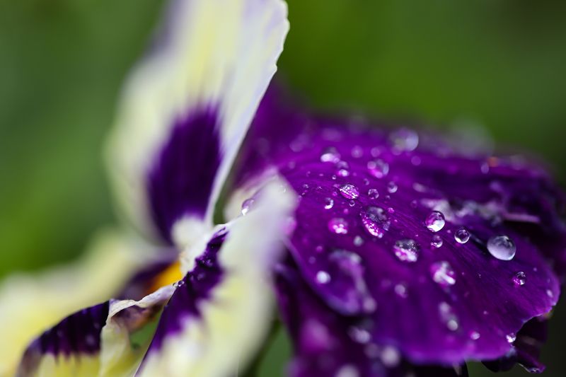 flower after rain with water drops