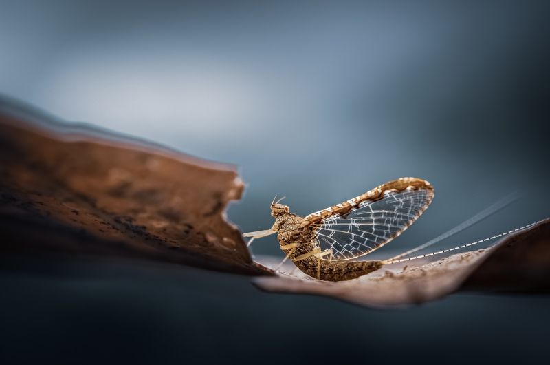 insect, beetle, bug, bugs, leaf, grass, macro, spring, love, mayfly Break timephoto preview