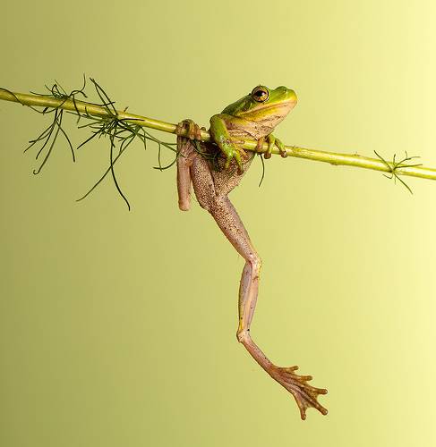 Frog. Hylidae - Зеленая североамериканская квакша