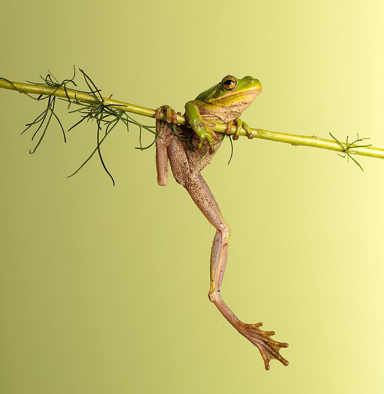 макро, квакша, лягушка, frog,  macro Frog. Hylidae - Зеленая североамериканская квакшаphoto preview