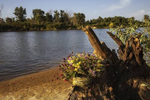Букет полевых цветов на берегу реки