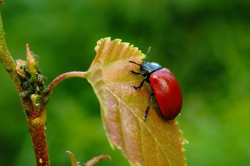 Краснокрылый жук листоед.