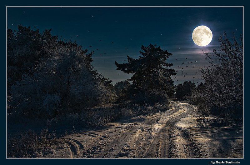 пейзаж, природа, ночь, зима, снег, лес, луна * Зимняя сказка *photo preview