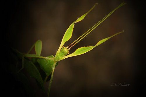 Linnaeus' Leaf Bug ,Листовидка - Phyllium siccifolium
