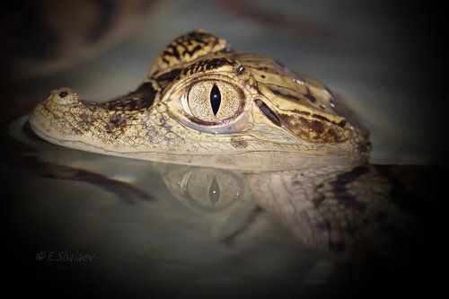 Spectacled caiman ,Кайман крокодиловый - Caiman crocodilus