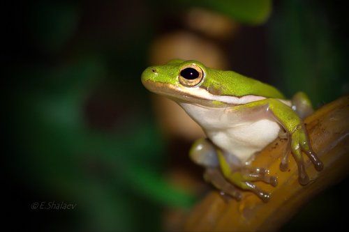 Green Treefrog ,Квакша голубая - Hyla cinerea