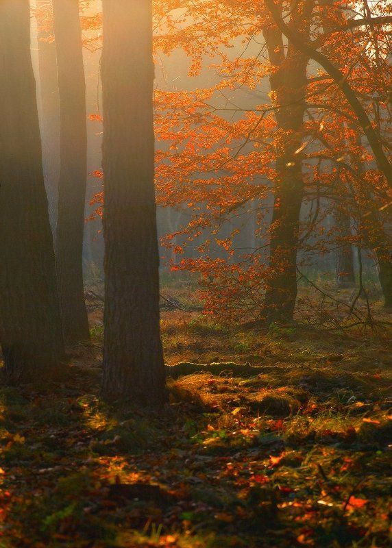 вечер, лес, осень, свет Фрагмент осениphoto preview