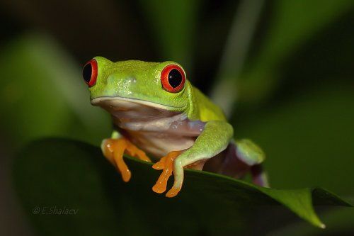 Red-eyed tree frog, Красноглазая квакша - Agalychnis callidryas