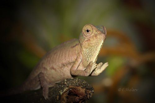 Veiled chameleon, Йеменский хамелеон - Chamaeleo calyptratus