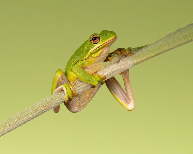 макро, квакша, лягушка, frog,  macro Frog. Hylidae - Зеленая североамериканская Квакшаphoto preview