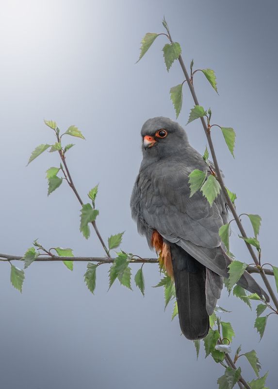 Кобчик (Falco vespertinus)