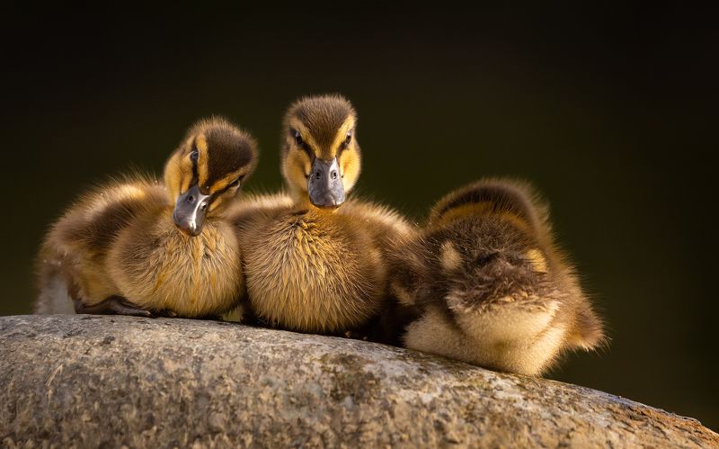 Ducklingsphoto preview