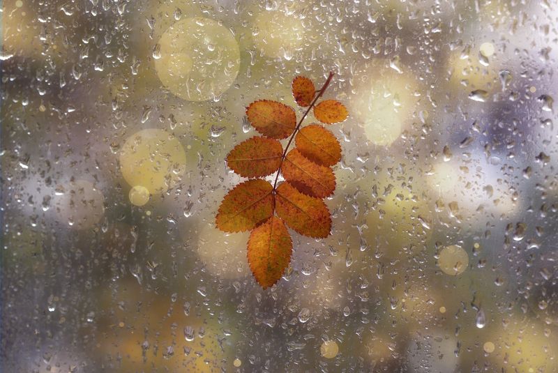 осень, макро, autumn, macro, leaf, yellow leaves, wet, bokeh photo preview