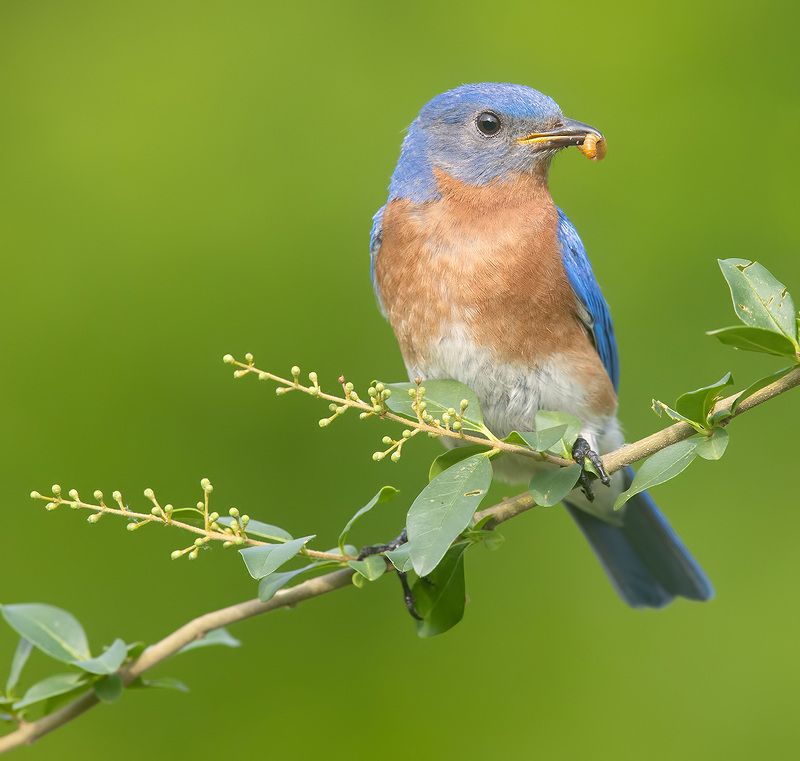 восточная сиалия, eastern bluebird, bluebird Eastern Bluebird male -Восточная сиалия самецphoto preview